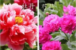 牡丹花的种植方法及养护