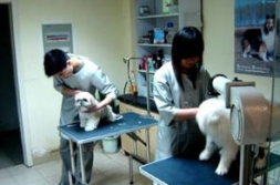 宠物医院咨询,在线咨询助力宠物医疗新体验